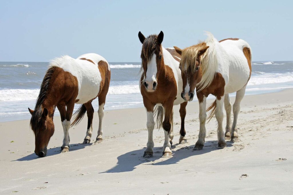 Chincoteague Island horses 