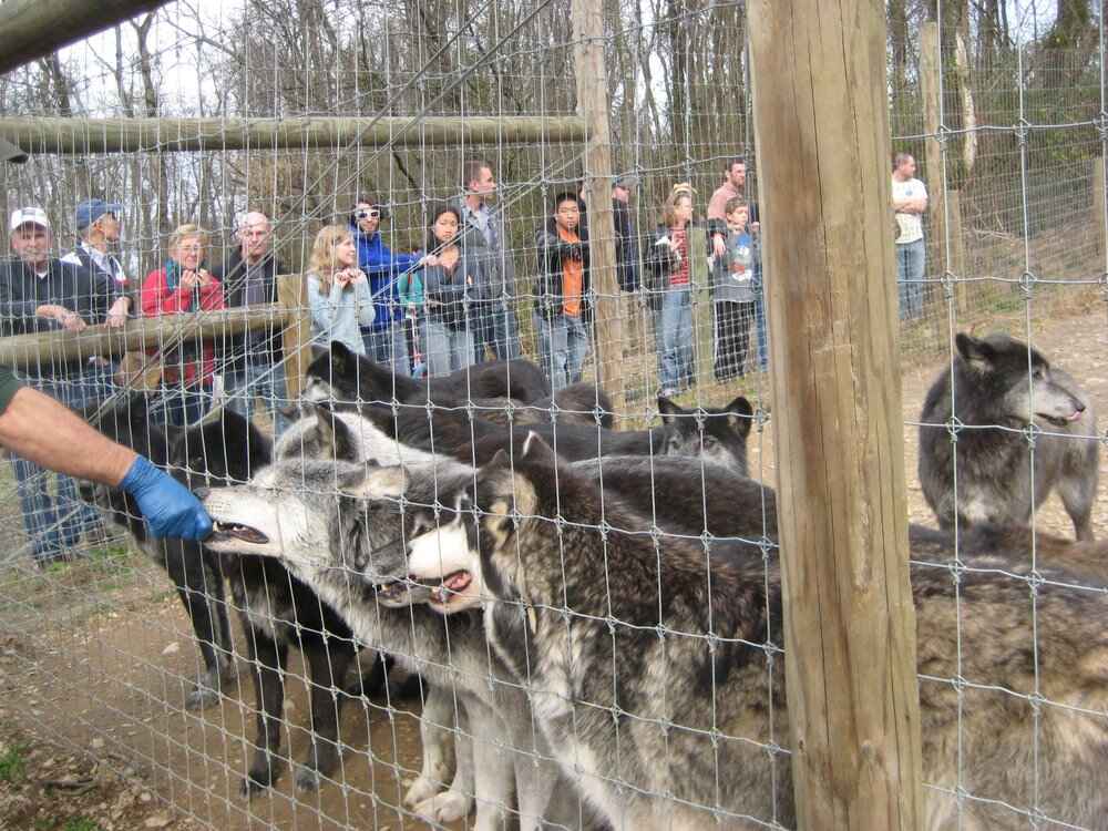 wolf sanctuary in pennsylvania 