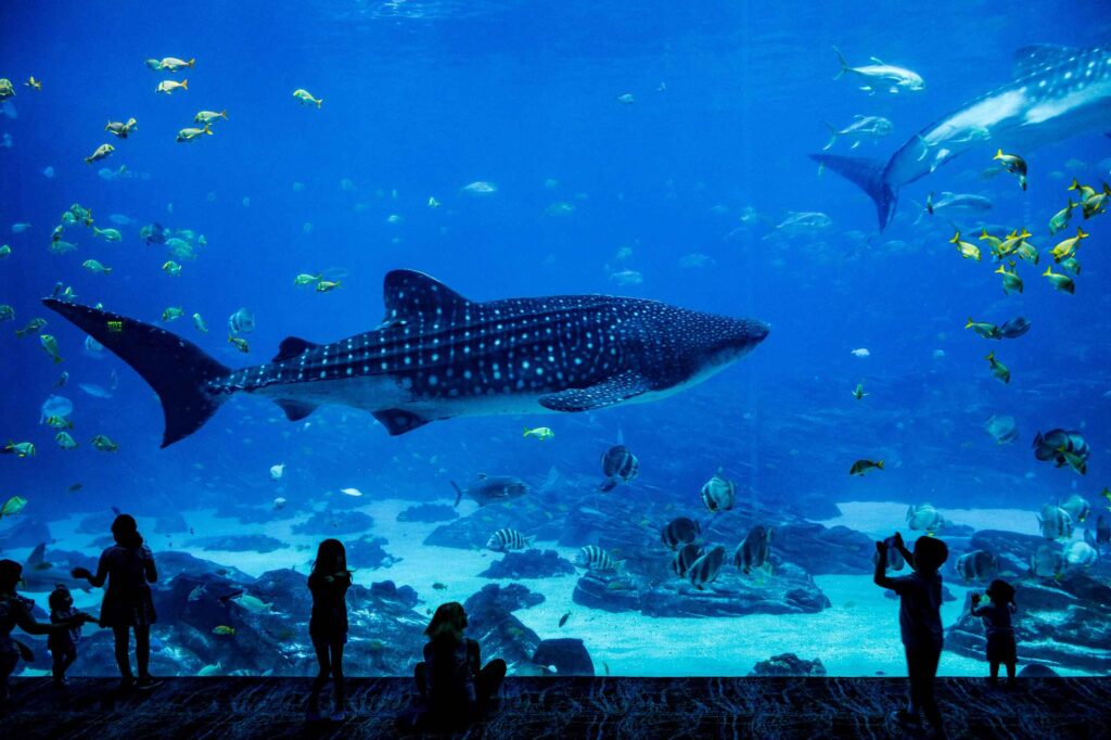 adventure aquarium shark 